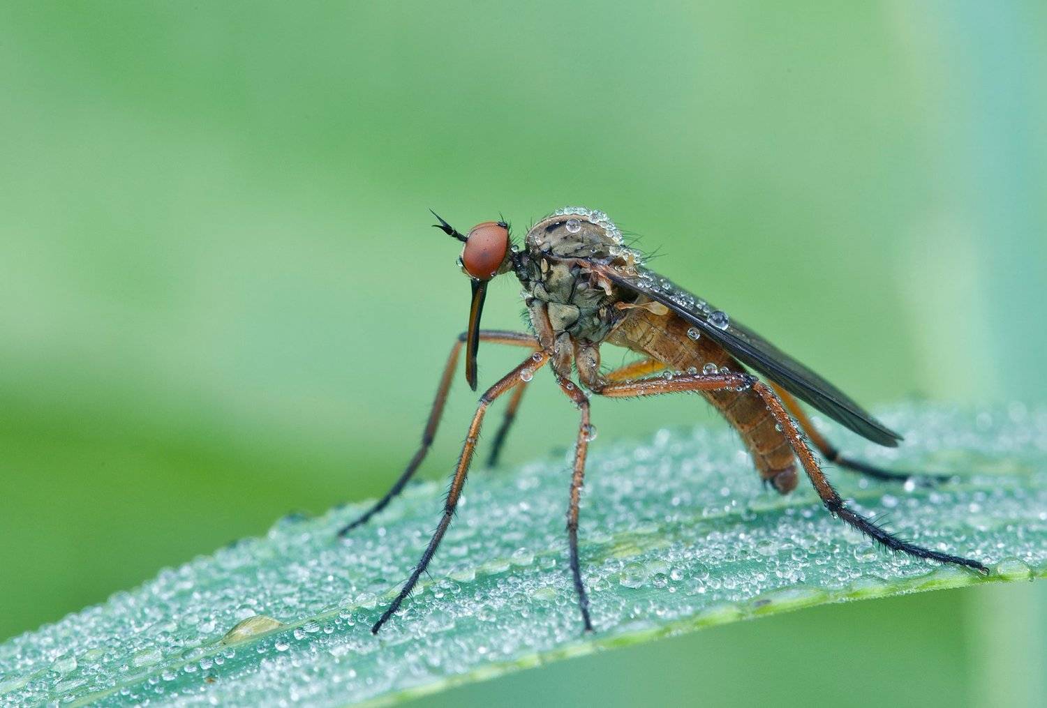 , Андрей Канышев