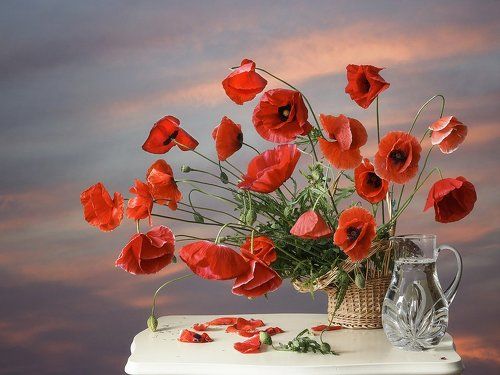 Закатные маки