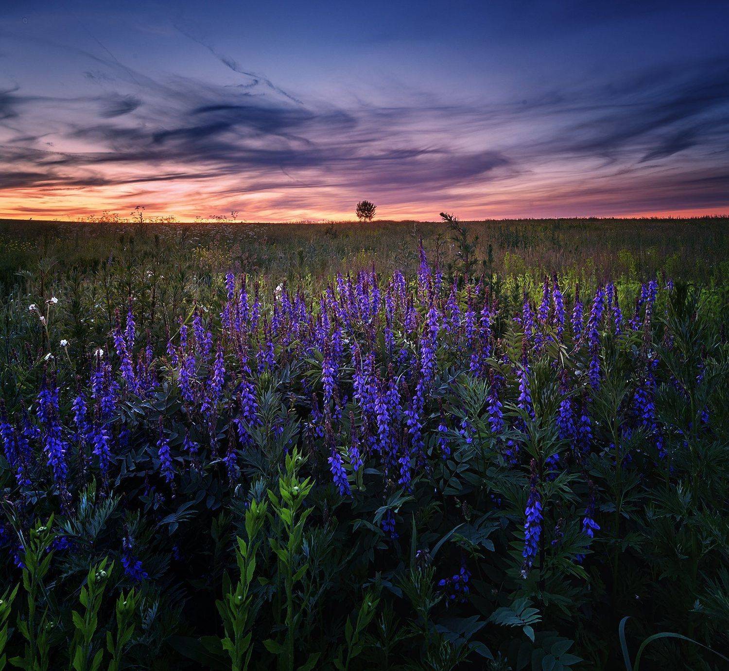 закат пейзаж небо цветы краски, Каревский Дмитрий