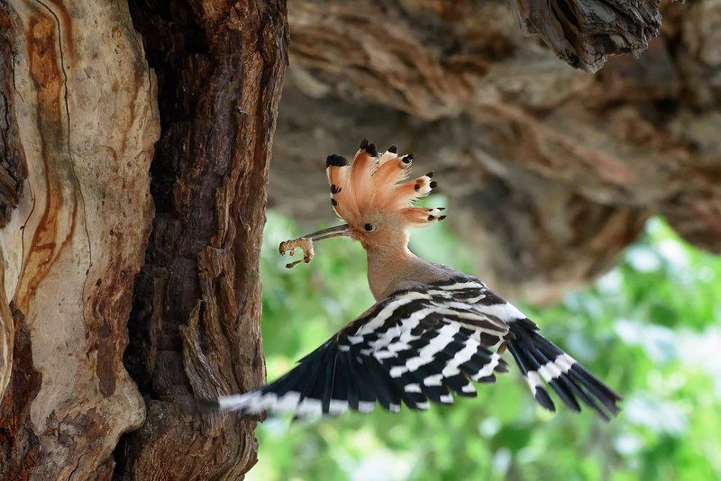 Upupa фото превью