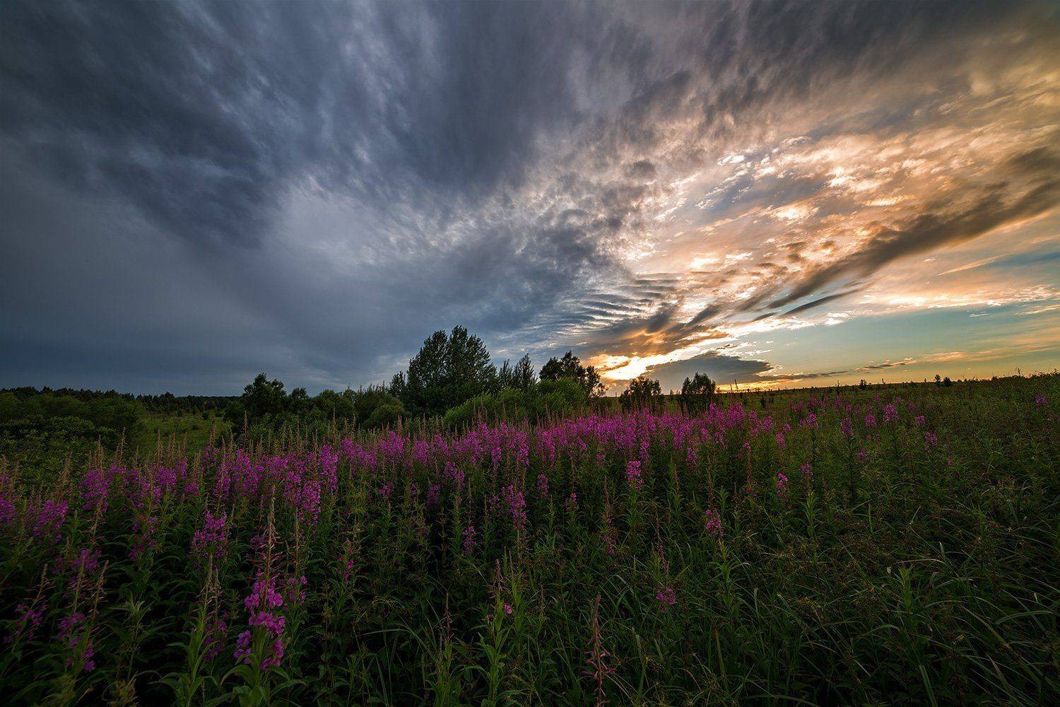 закат, иван-чай, Артемий Тузов