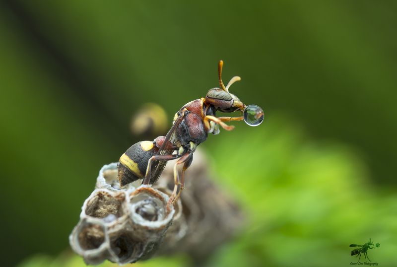 Wasp Blowing Water Bubble 170705A фото превью