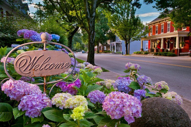 Hydrangea Blooms фото превью
