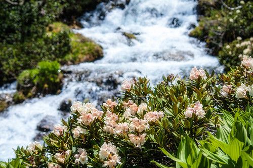 Цветущий радодендрон