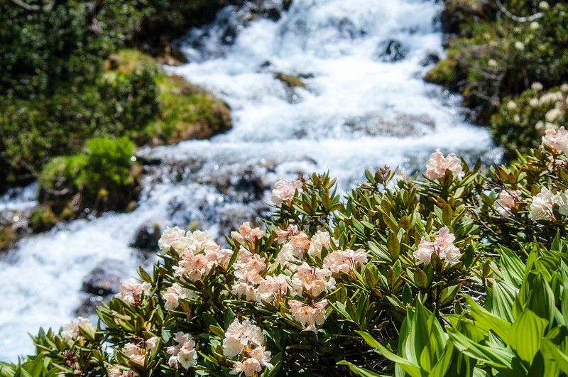 pentax k7 Цветущий радодендрон фото превью