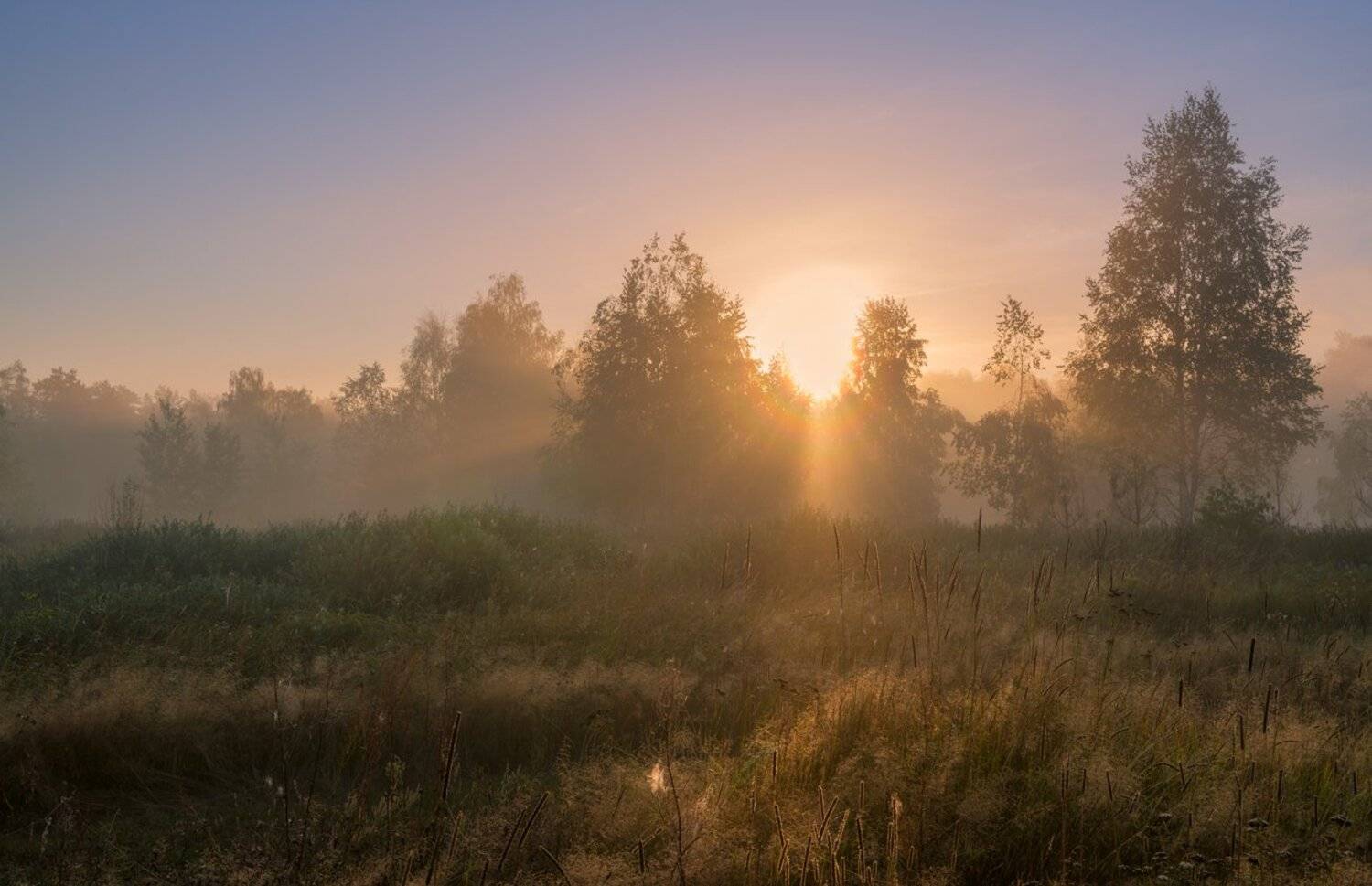 луг, рассвет, лето, туман, Галанзовская Оксана