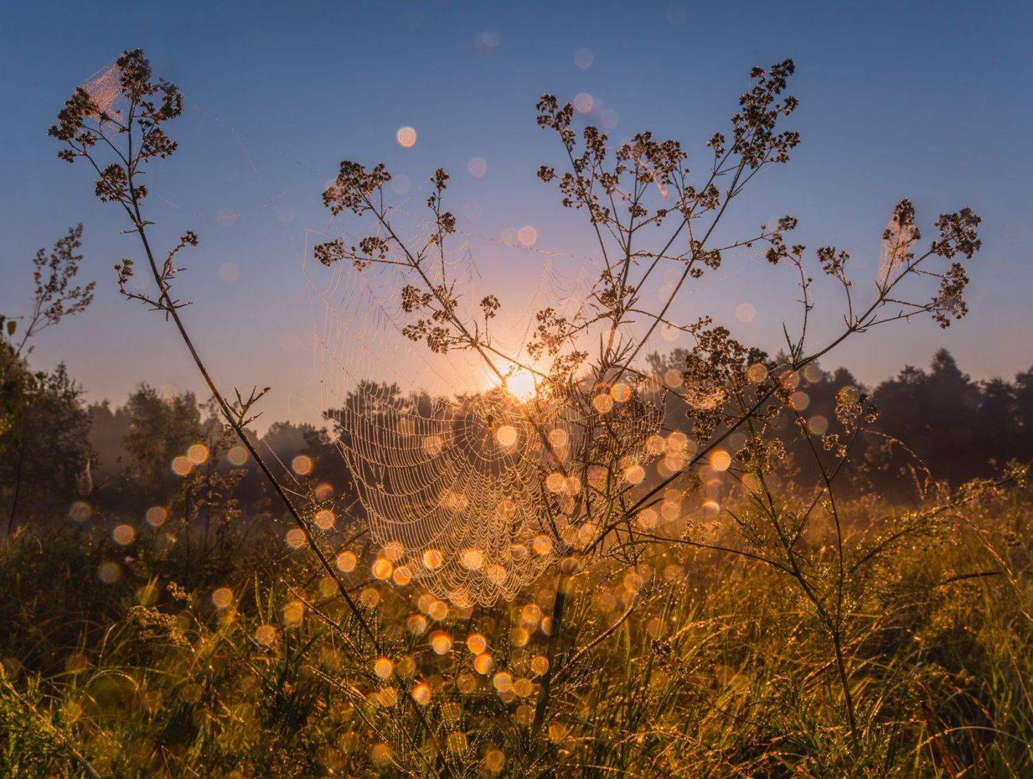 рассвет, луг, лето, паутина, Галанзовская Оксана