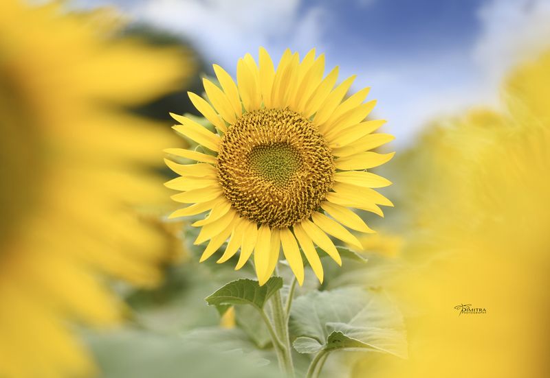 Пусть всегда будет солнце  фото превью