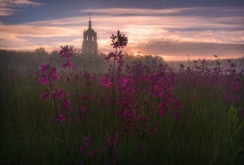 Летние цветы