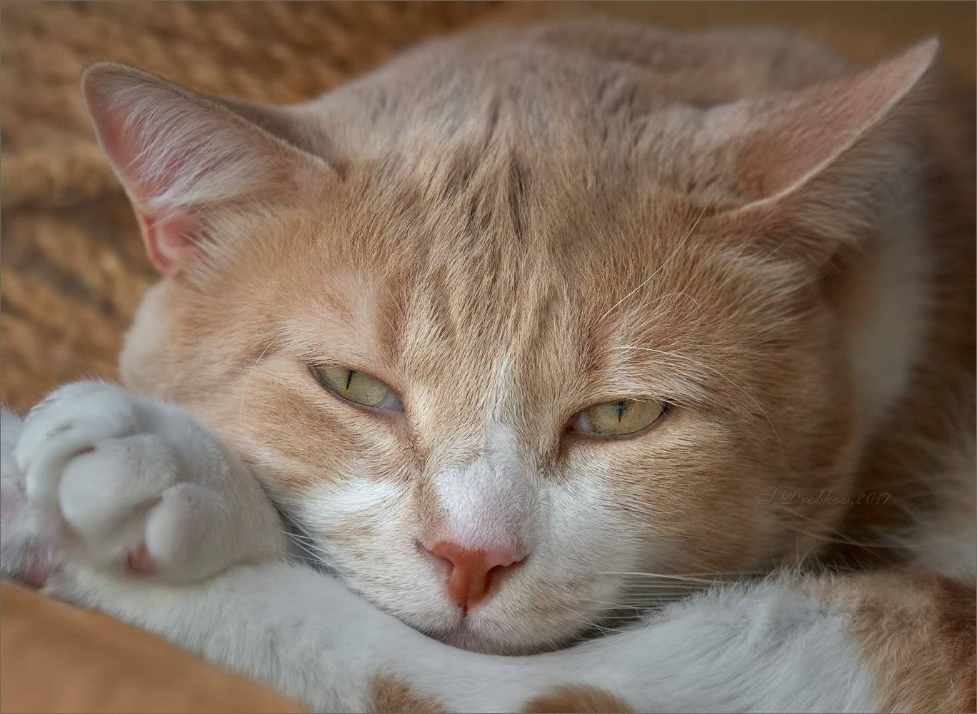 кошки, вечер, глаза, Sergey Drobkov