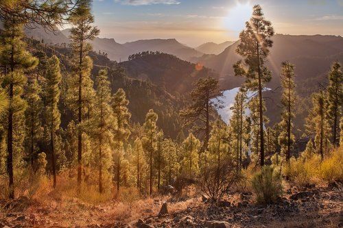 *Волшебный лес*