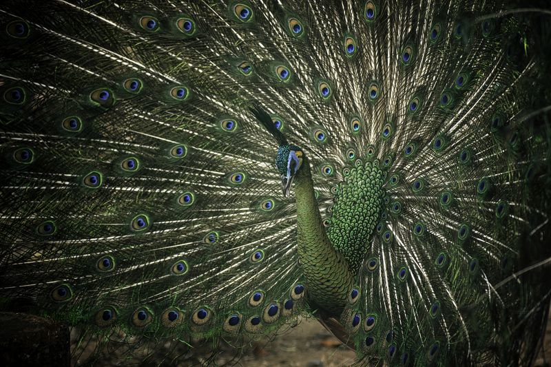 Green Peacock фото превью