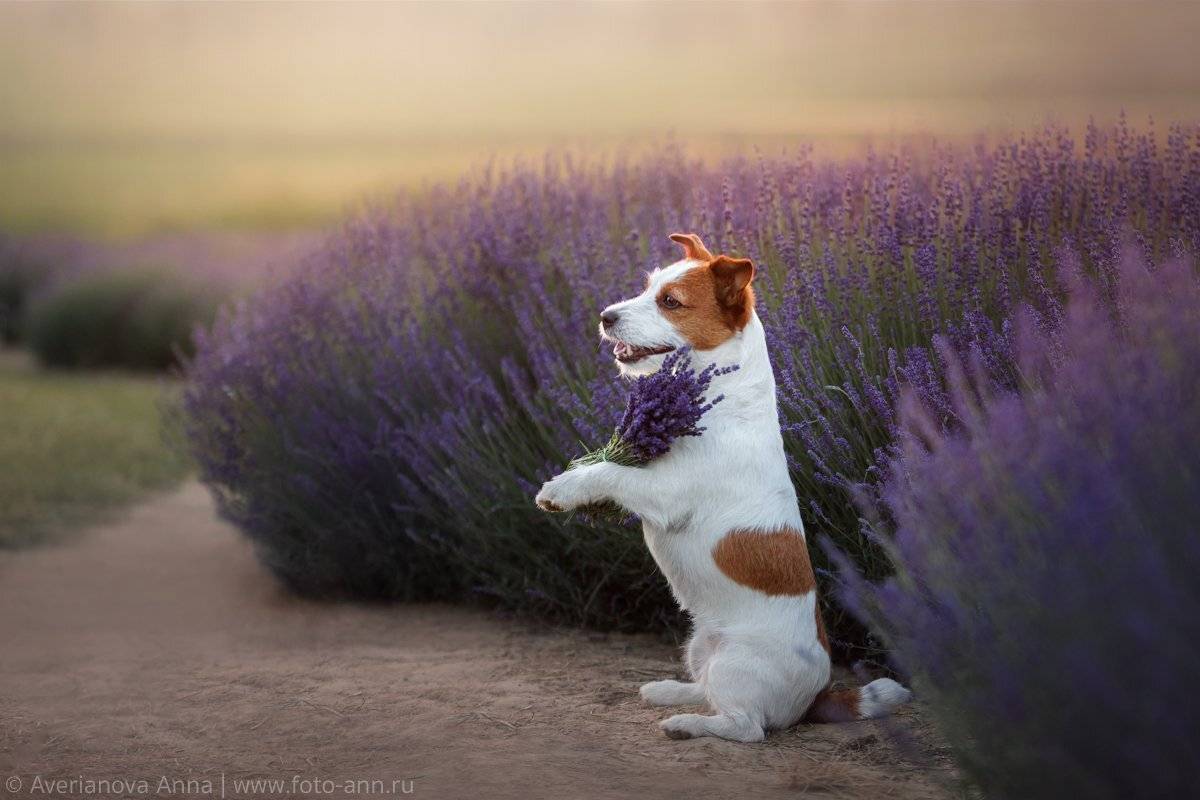 собака, природа, лаванда, лето, Анна Аверьянова