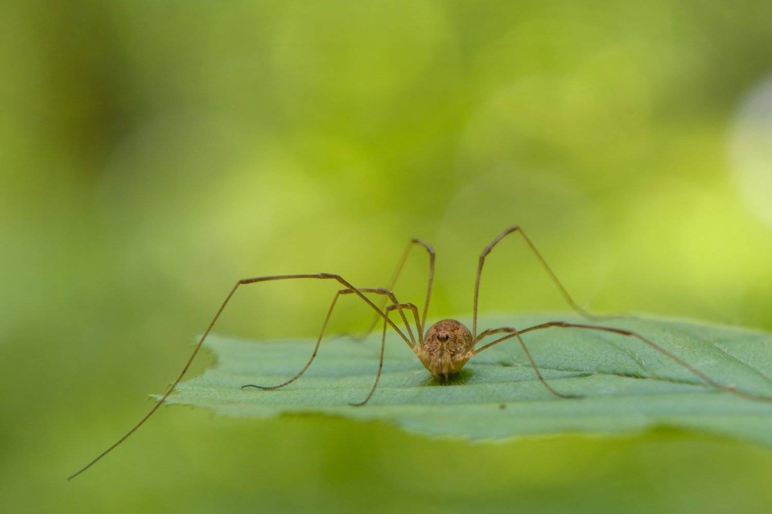 , Кузнецов Дмитрий