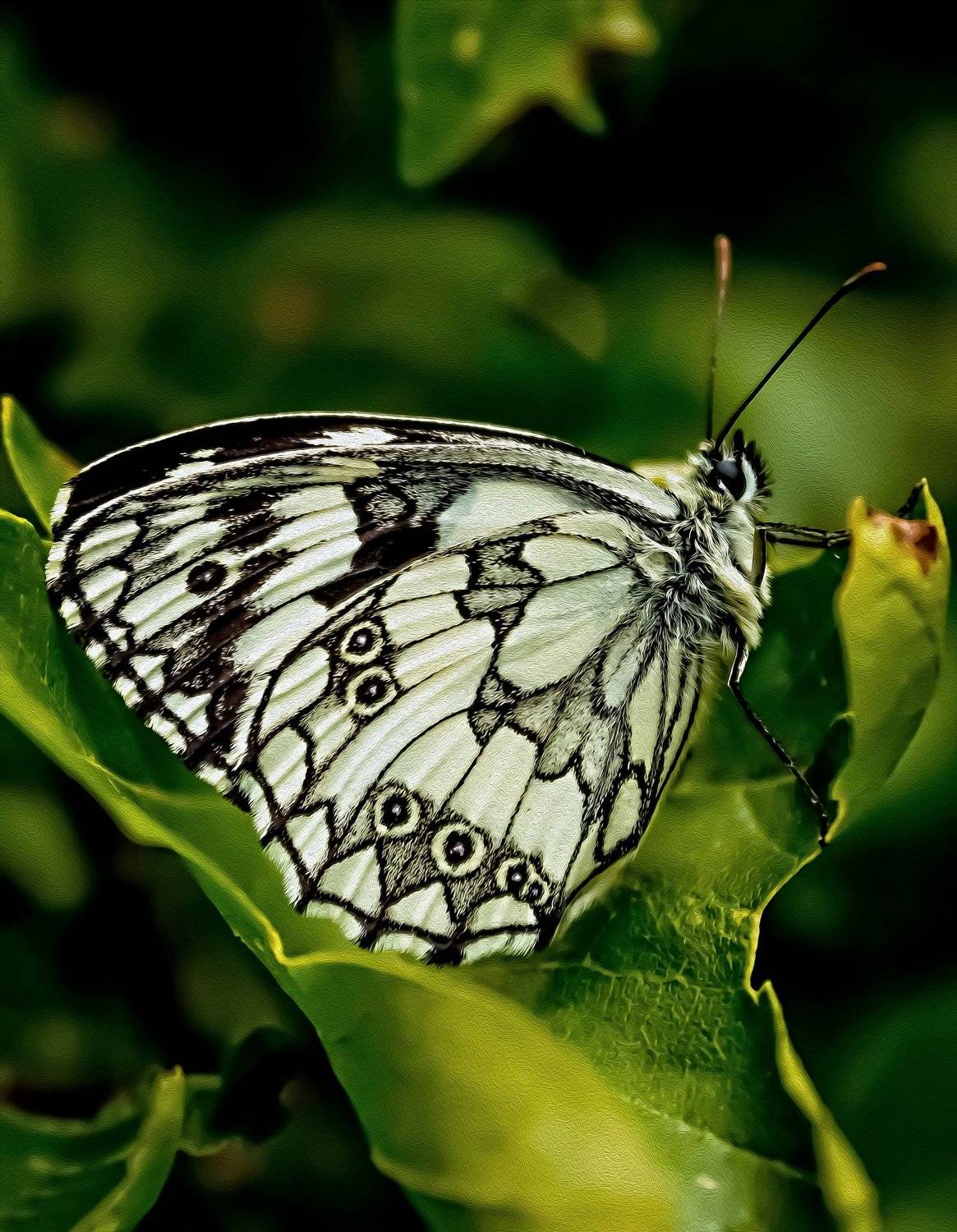 бабоча,жук,трава,дерево,настроение,свет,ель,хвоя, Юрий Котов