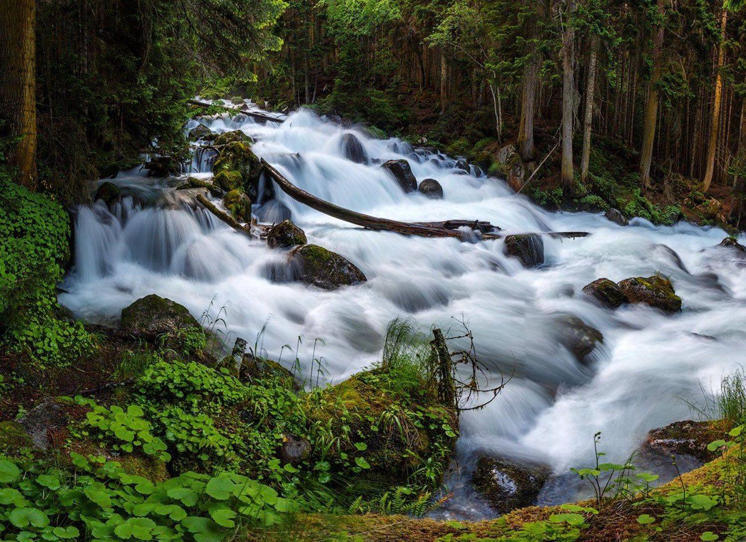 теберда, Владимир Сковородников