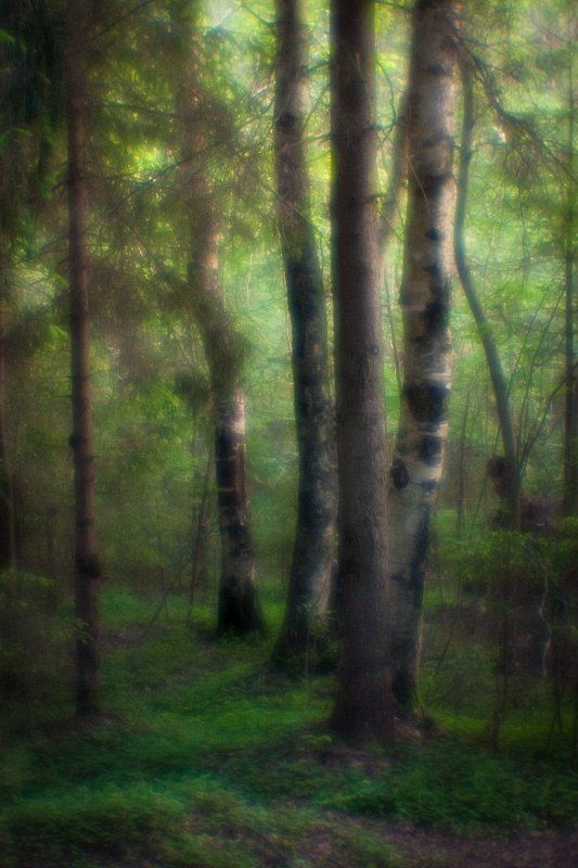 monolens, монокль, пейзаж, природа, пиктореализм, свет В чаще фото превью