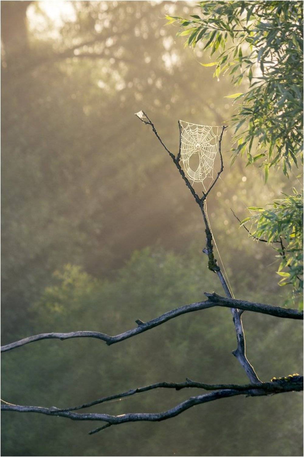 утро,паутина,лучи,растения,листья, Дулов Валерий