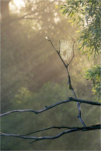 Поймать утро