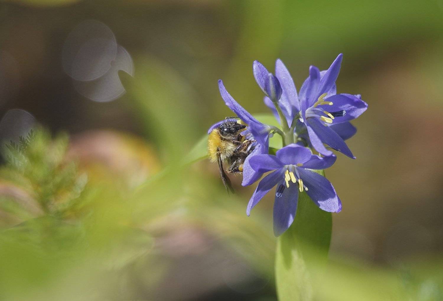 водяной гиацинт шмель, Евгений Слободской