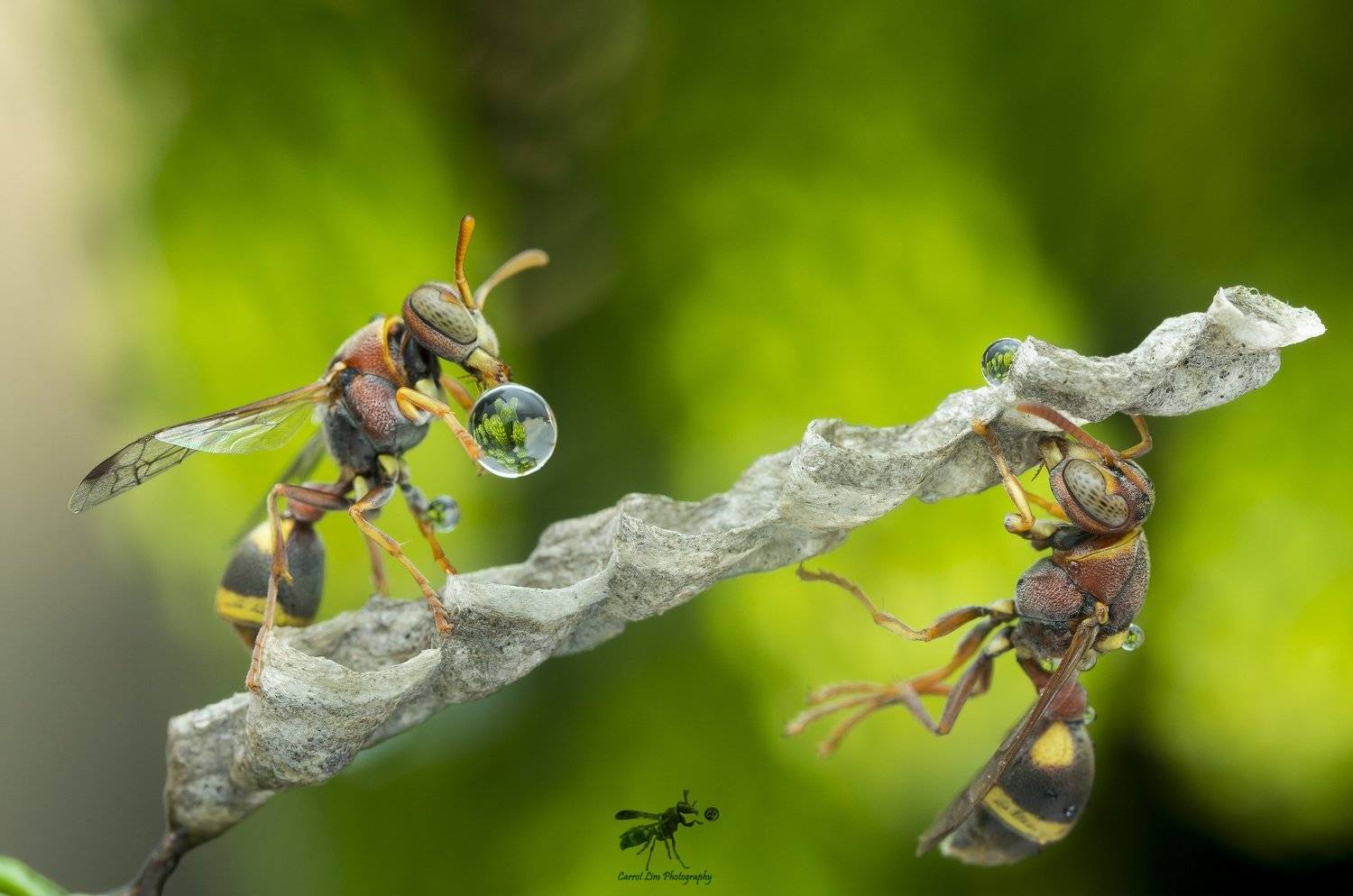 #maro#wasps#waterbubble#colors, Choo How Lim