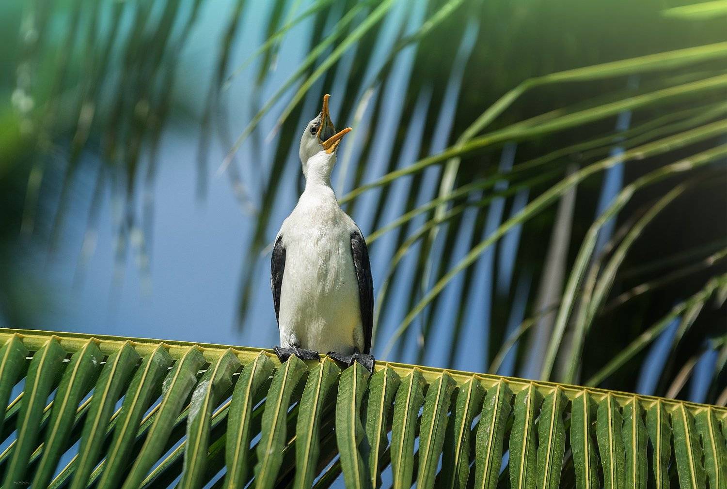 природа, животные, птицы, индонезия, Дмитрий Посевич