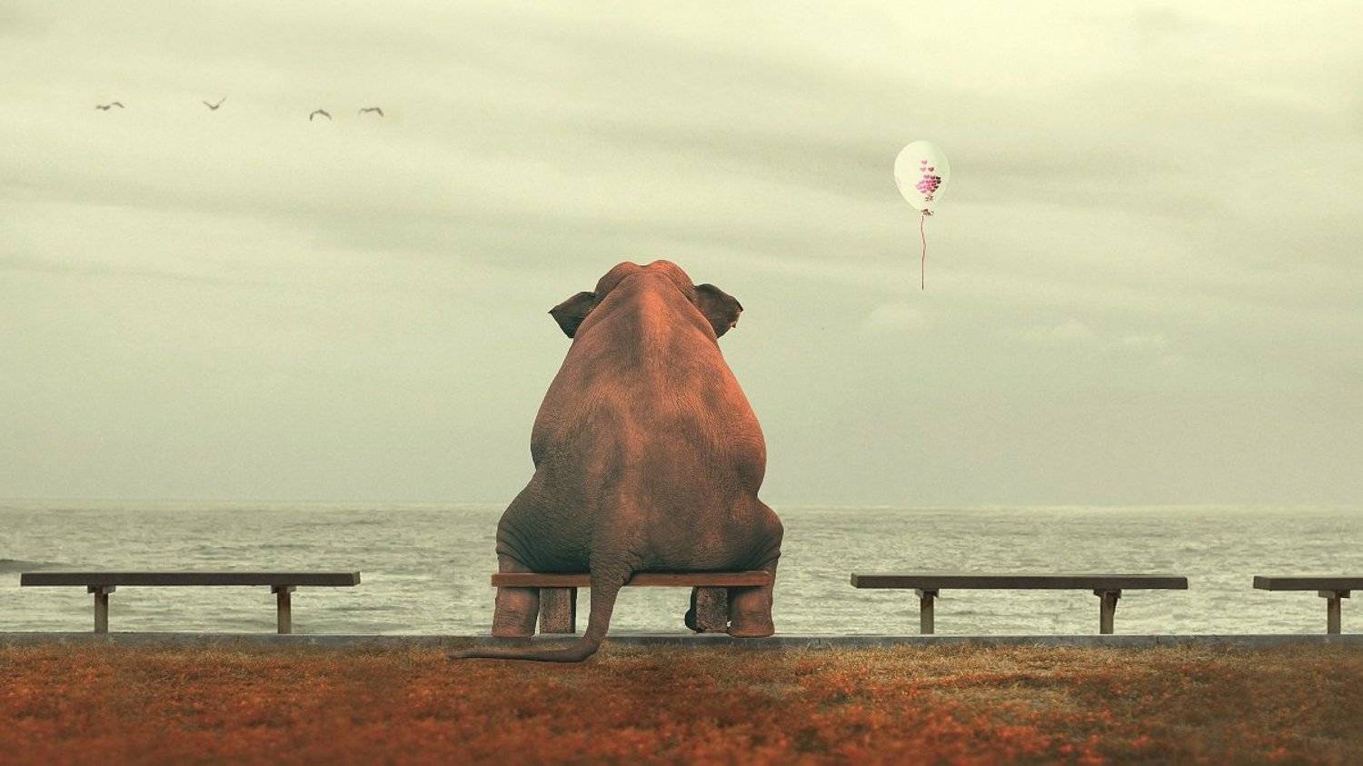 слон, берег, лавочка, океан, небо, Sergii Vidov