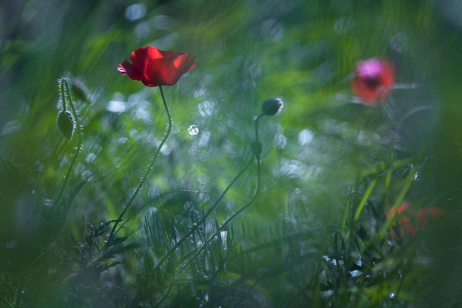 , Gabriel Prescornita