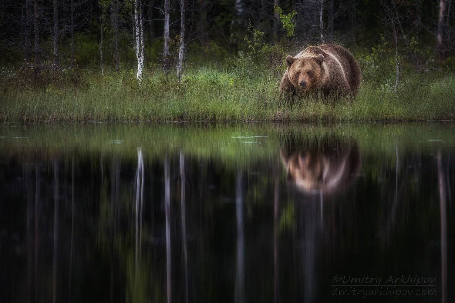 , Дмитрий Архипов