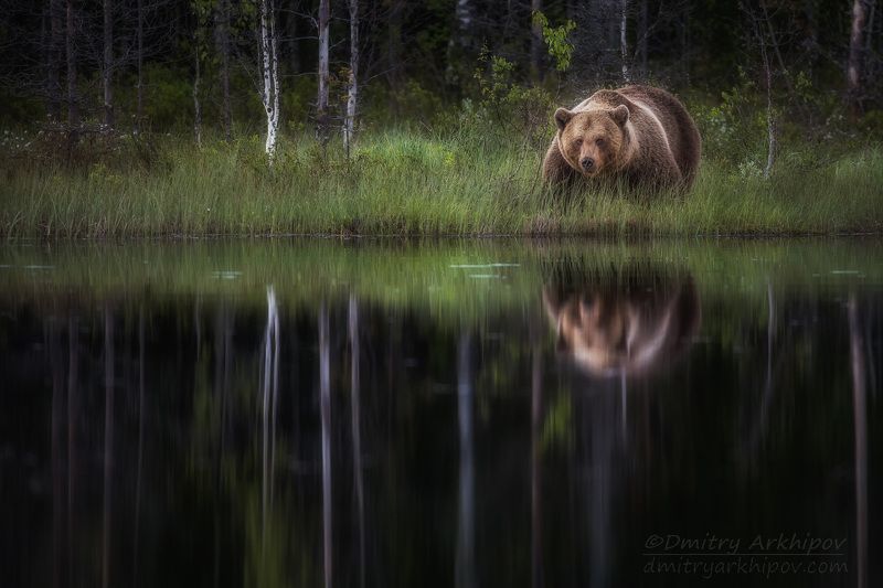 Ночной гость фото превью