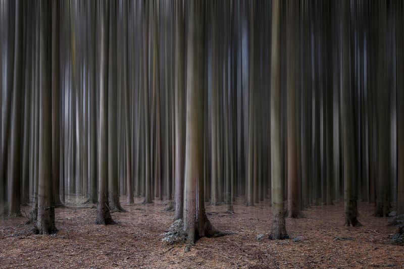 forest фото превью