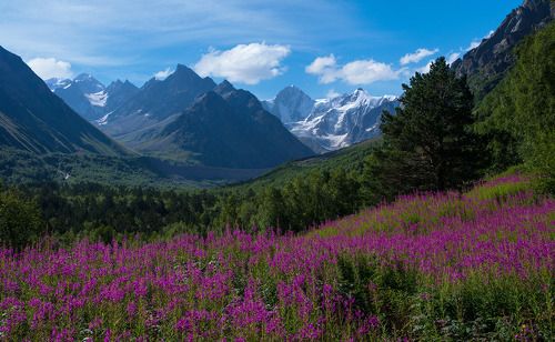 Цветет Иван-чай
