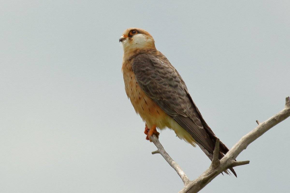 , Георги Славов