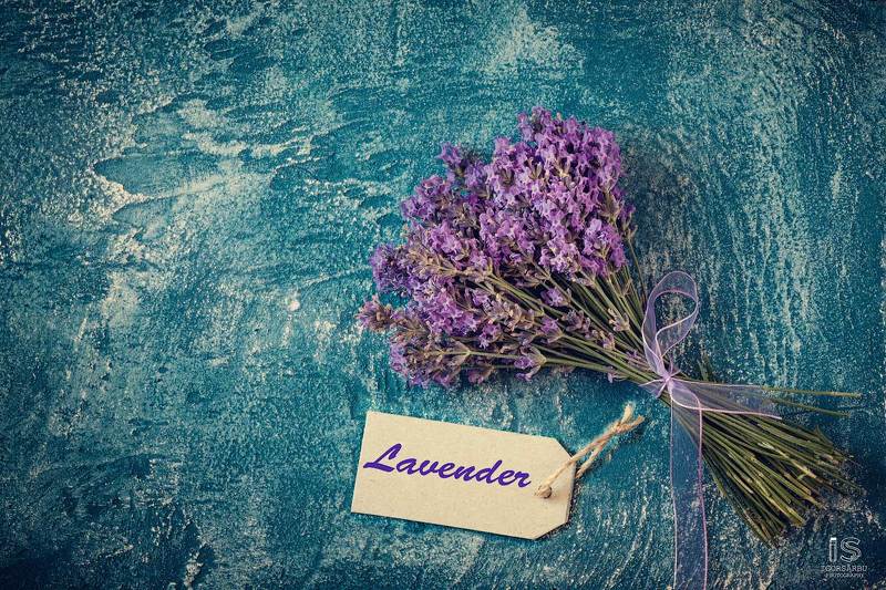 Lavender фото превью