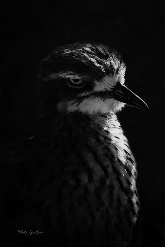 смотреть фото превью