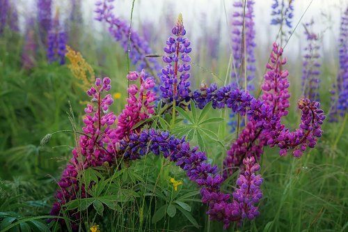 Люпиновый рассвет