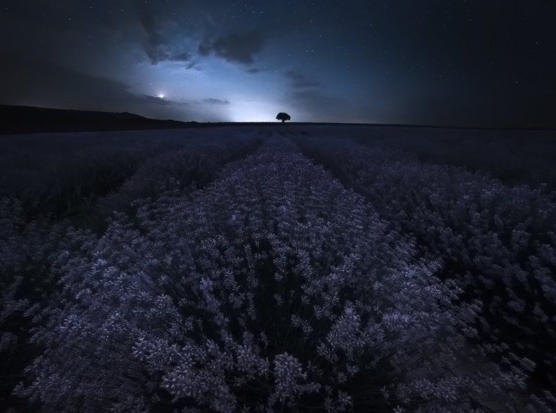 Silent lavender night фото превью