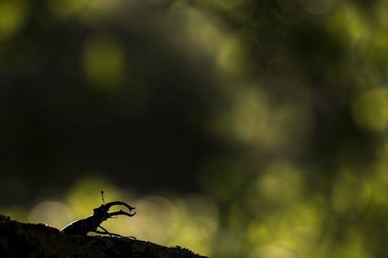 Жуки-олени 2017 фото превью