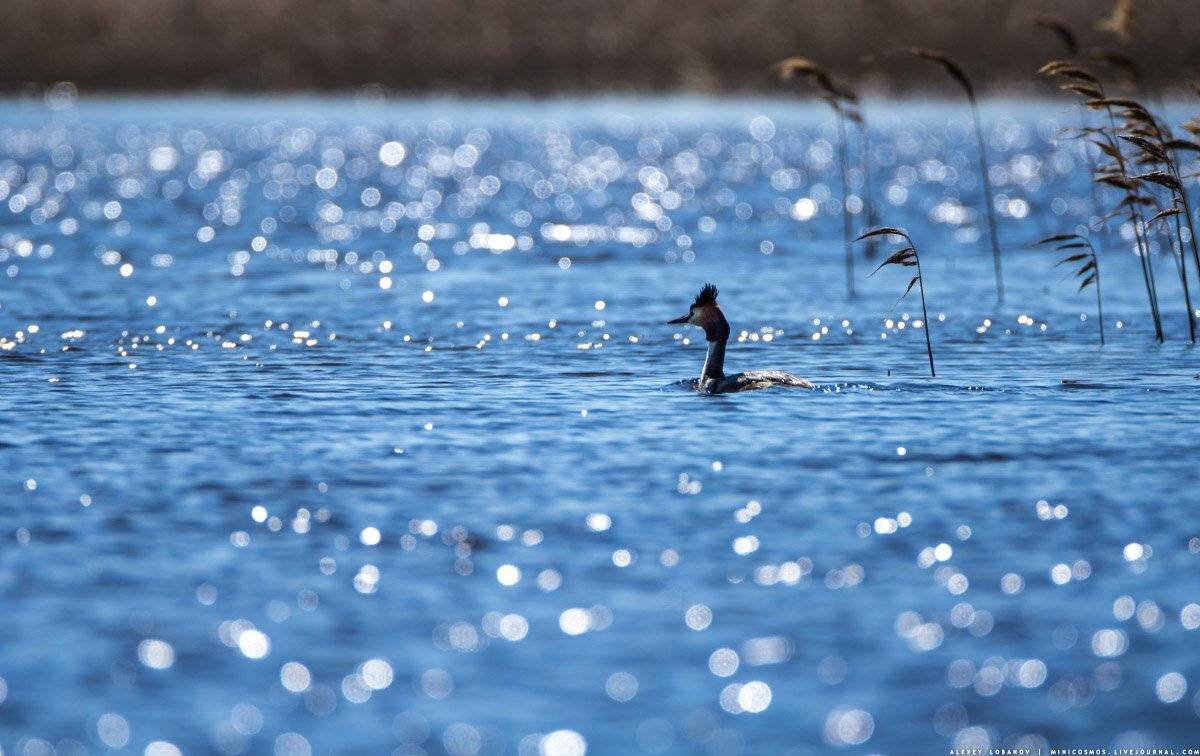 , Алексей Лобанов