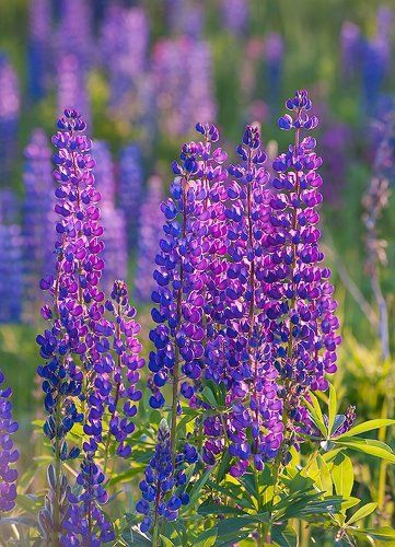 Pro люпины повсюду