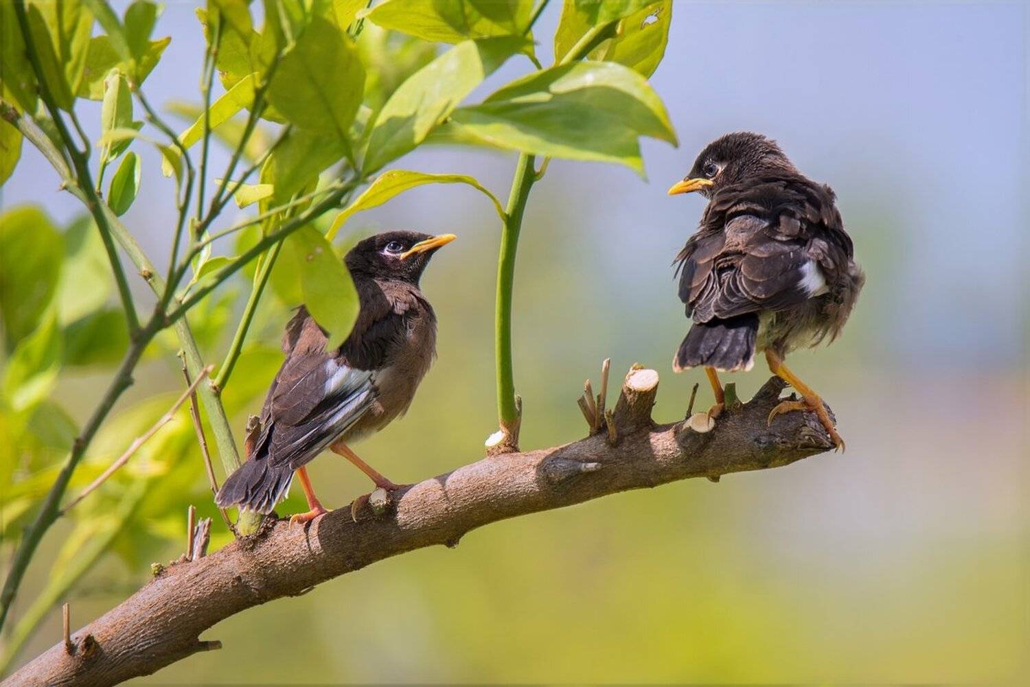 майны, Людмила Бекман
