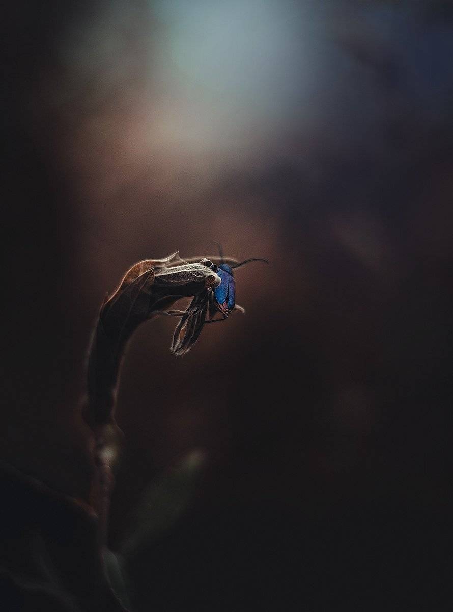 , Чернякова Анна