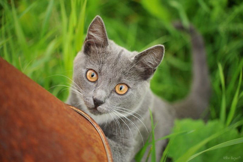 кот обормот  фото превью