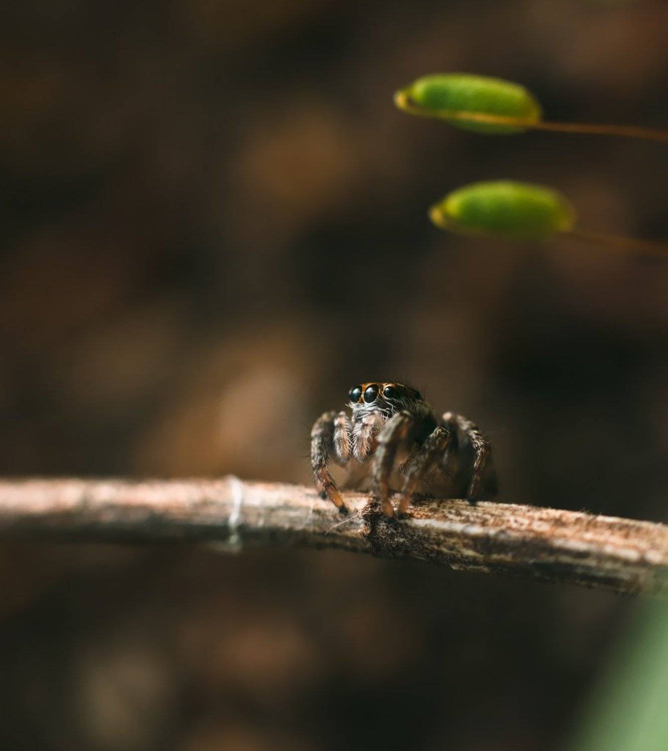 макро, паук, скакун, macro, spider, salticidae, Дмитрий