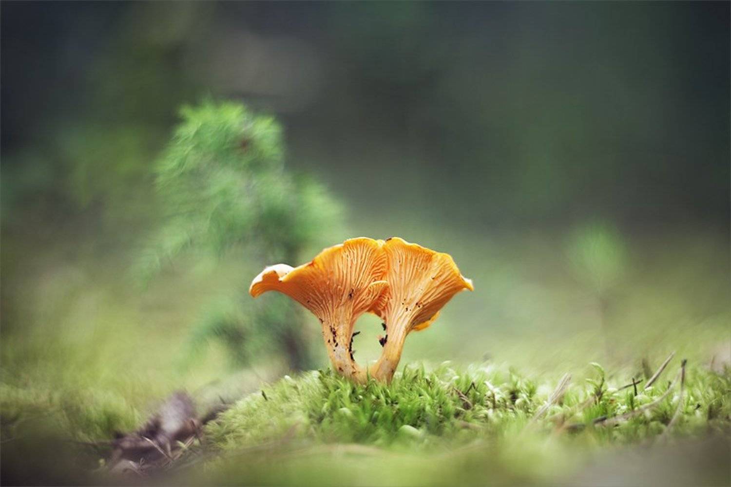 , Наталья Ова