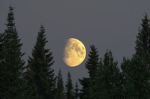 Лесная гостья