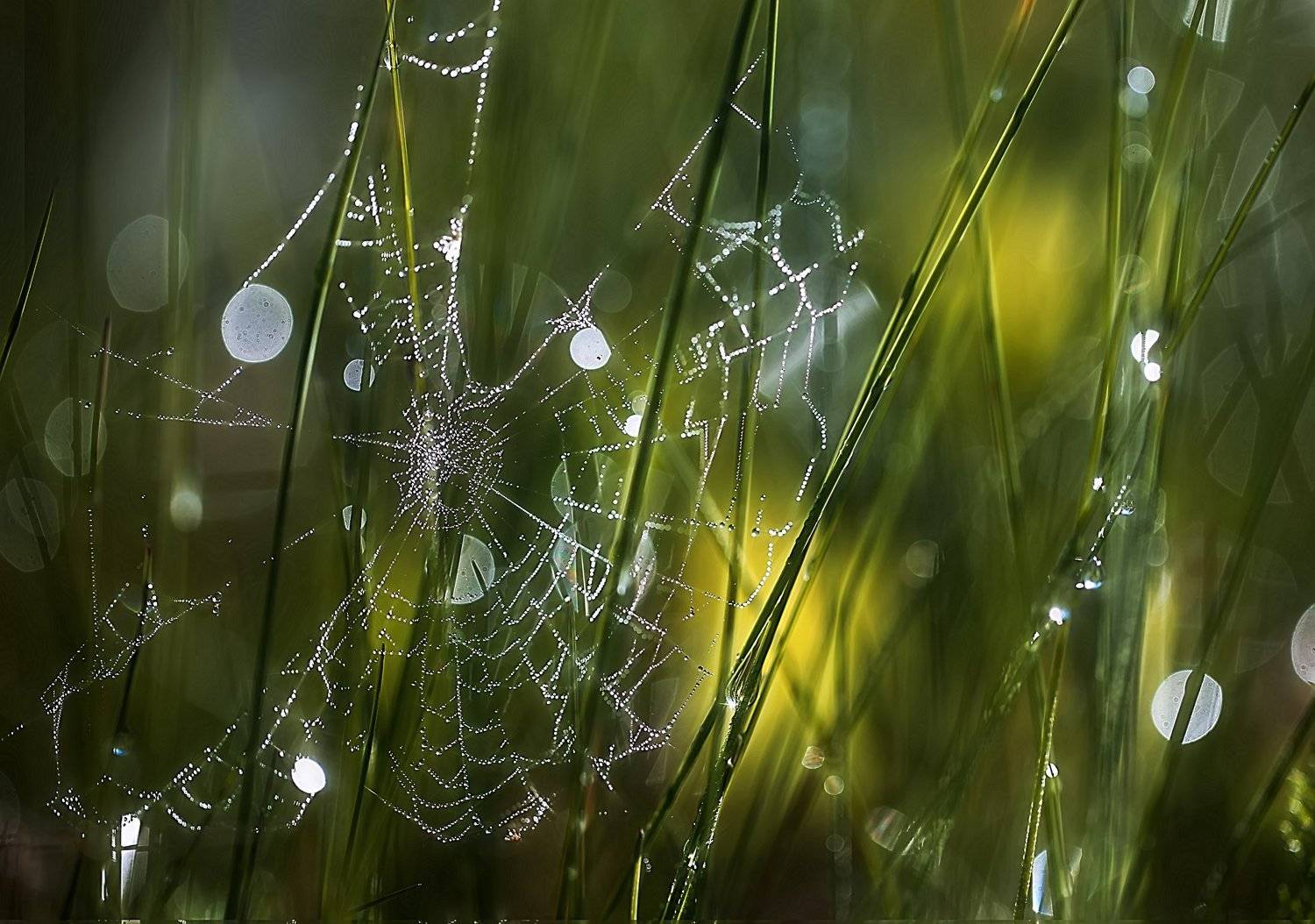 , Галина  Юняева