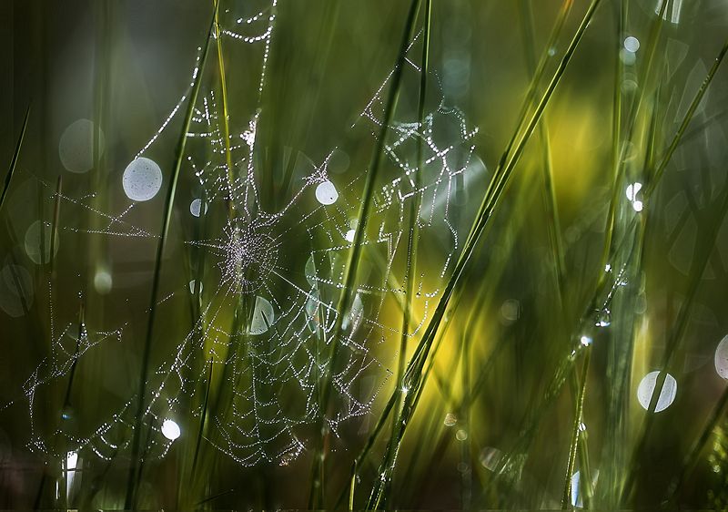 ..утром.. фото превью
