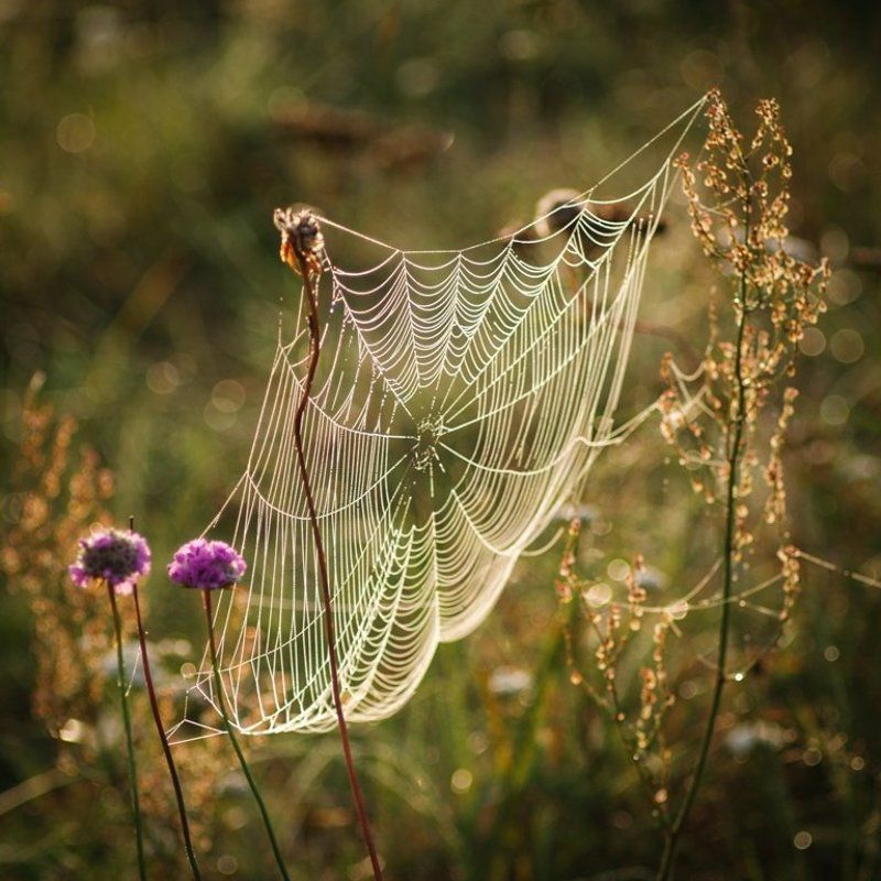 koronka natury фото превью