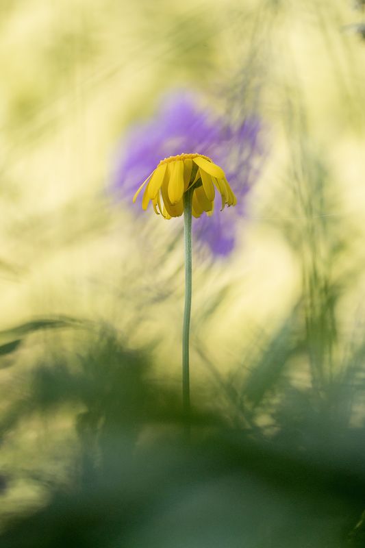 цветы,цветок,макро,растения,природа,трава,боке А мне летать охота! фото превью